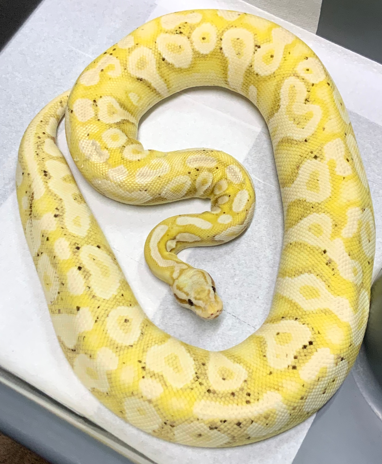 Banana Phantom Pastel Yb Ball Python by Ball Python Shed MorphMarket