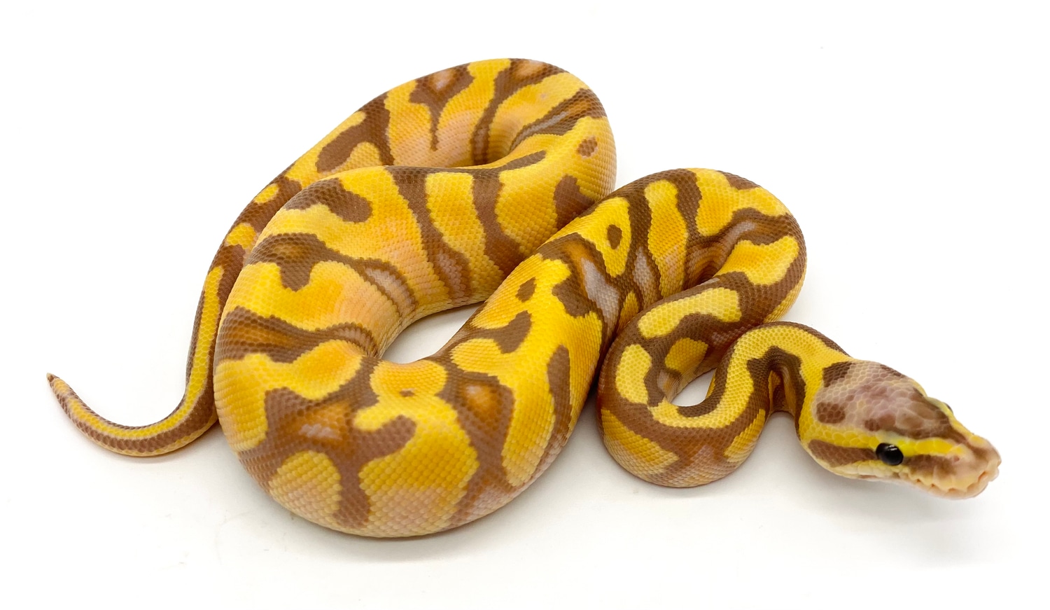 Banana OD Enchi Asphalt Ball Python by Ball Python Shed MorphMarket