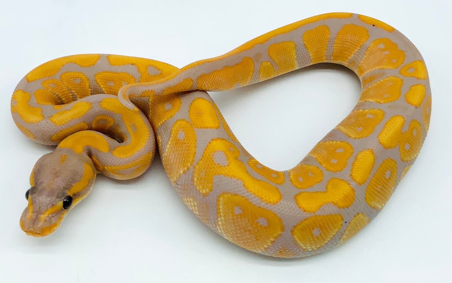 Banana Orange Dream Asphalt Or Yellowbelly Ball Python by Ball Python