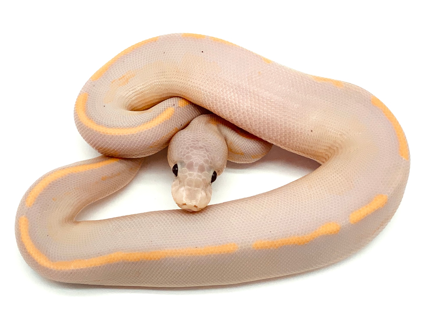 Super Cinnamon Banana Ball Python by Ball Python Shed MorphMarket