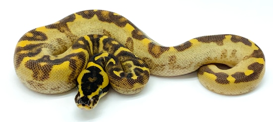 Super Enchi Super Asphalt Ball Python by Ball Python Shed