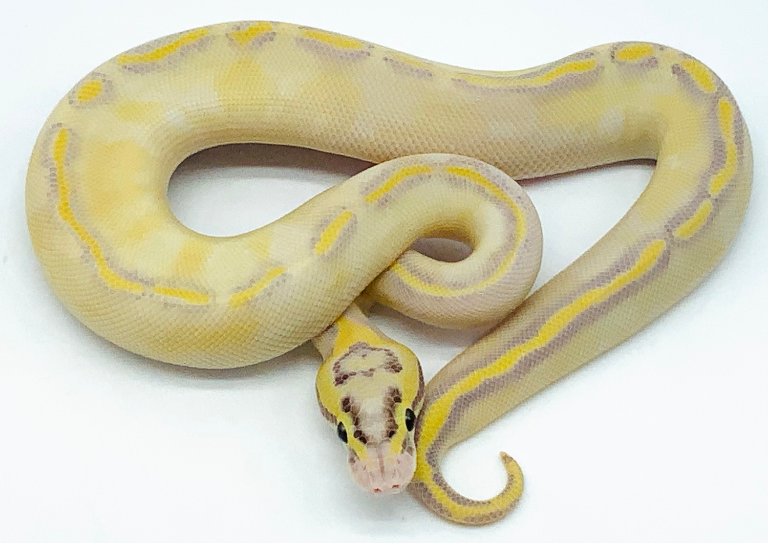 Pastel Enchi Ivory Het DG Poss Het Cryptic Ball Python by Ball Python ...