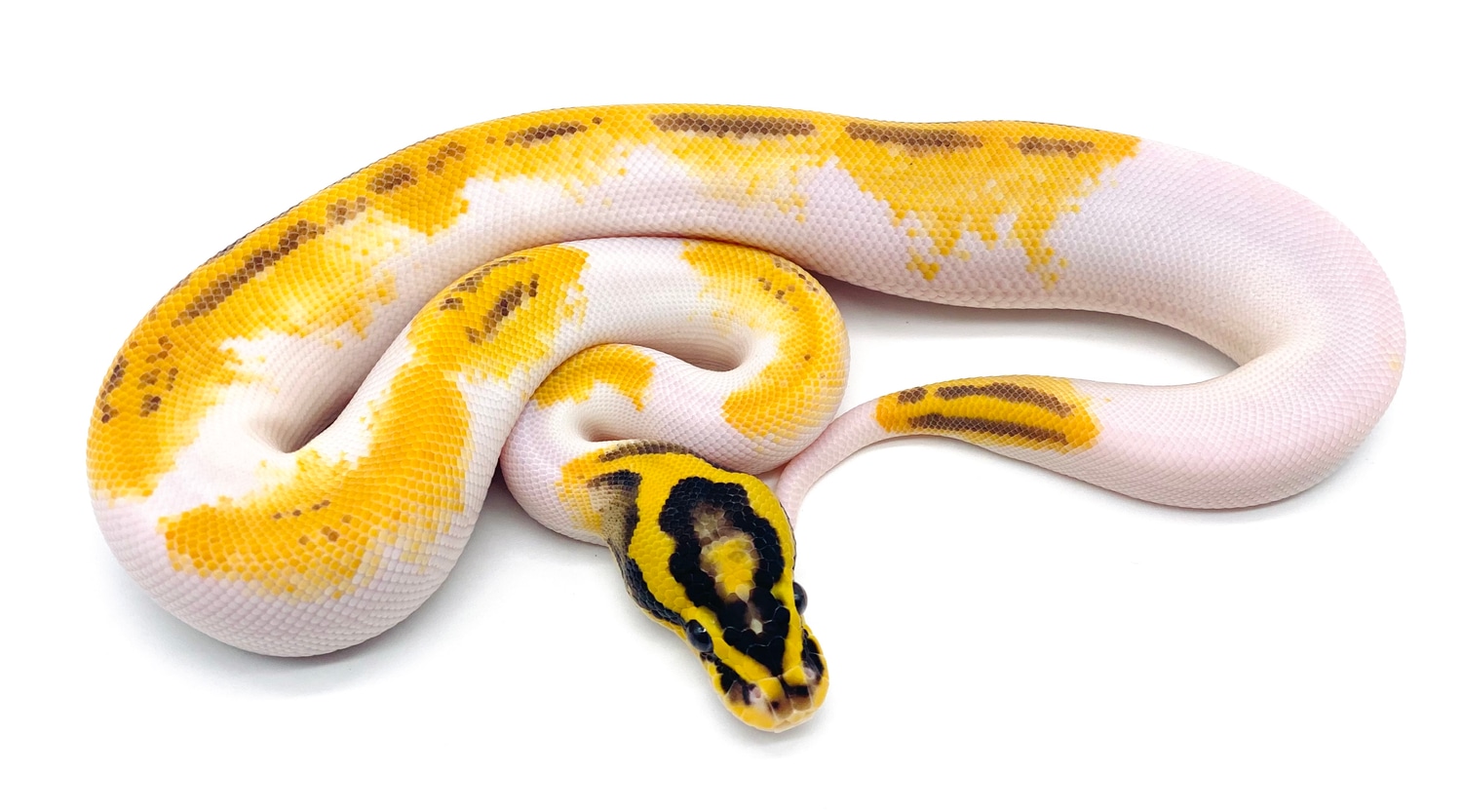 Pastel Enchi Freeway Pied Ball Python by Ball Python Shed - MorphMarket
