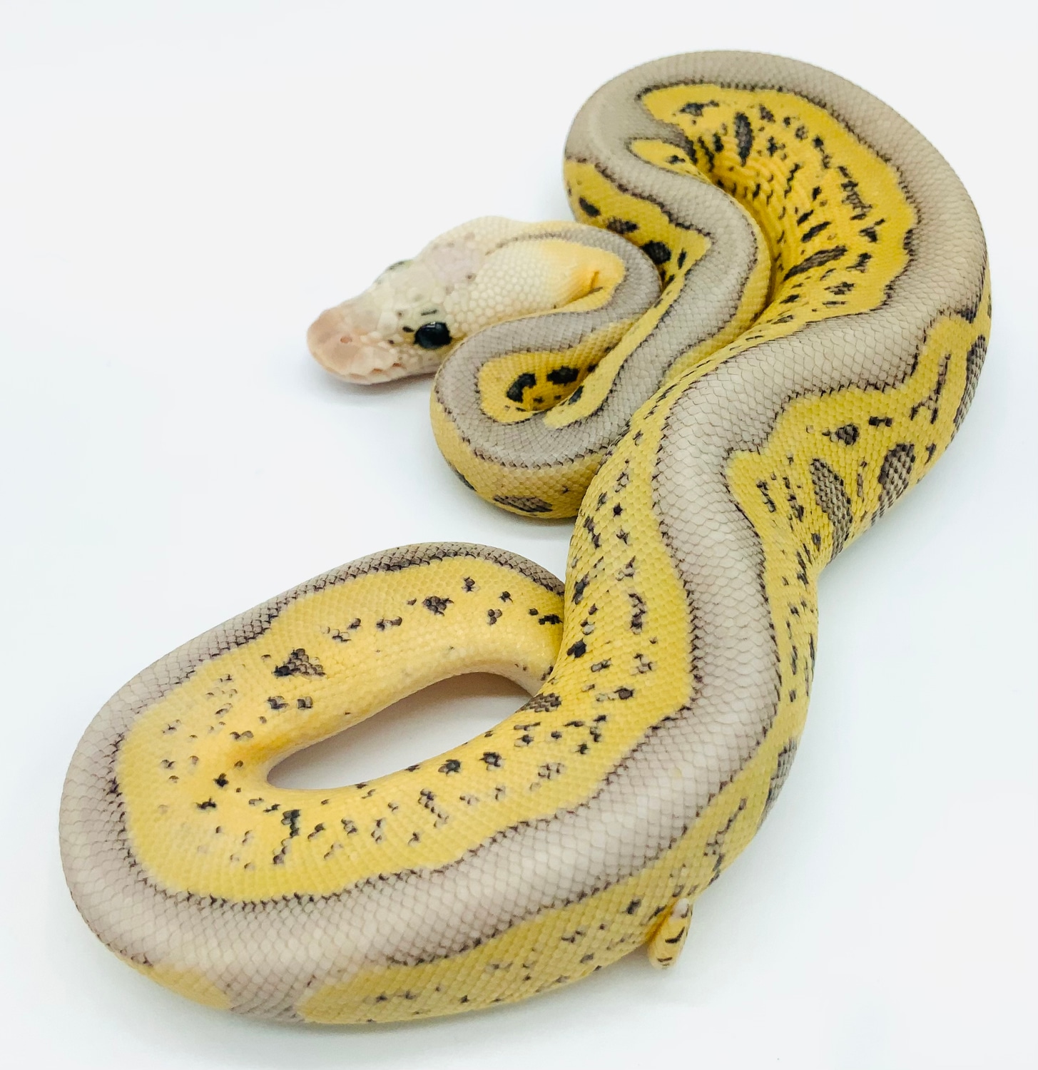 Pastel Leopard Stranger Clown Ball Python by Ball Python Shed - MorphMarket