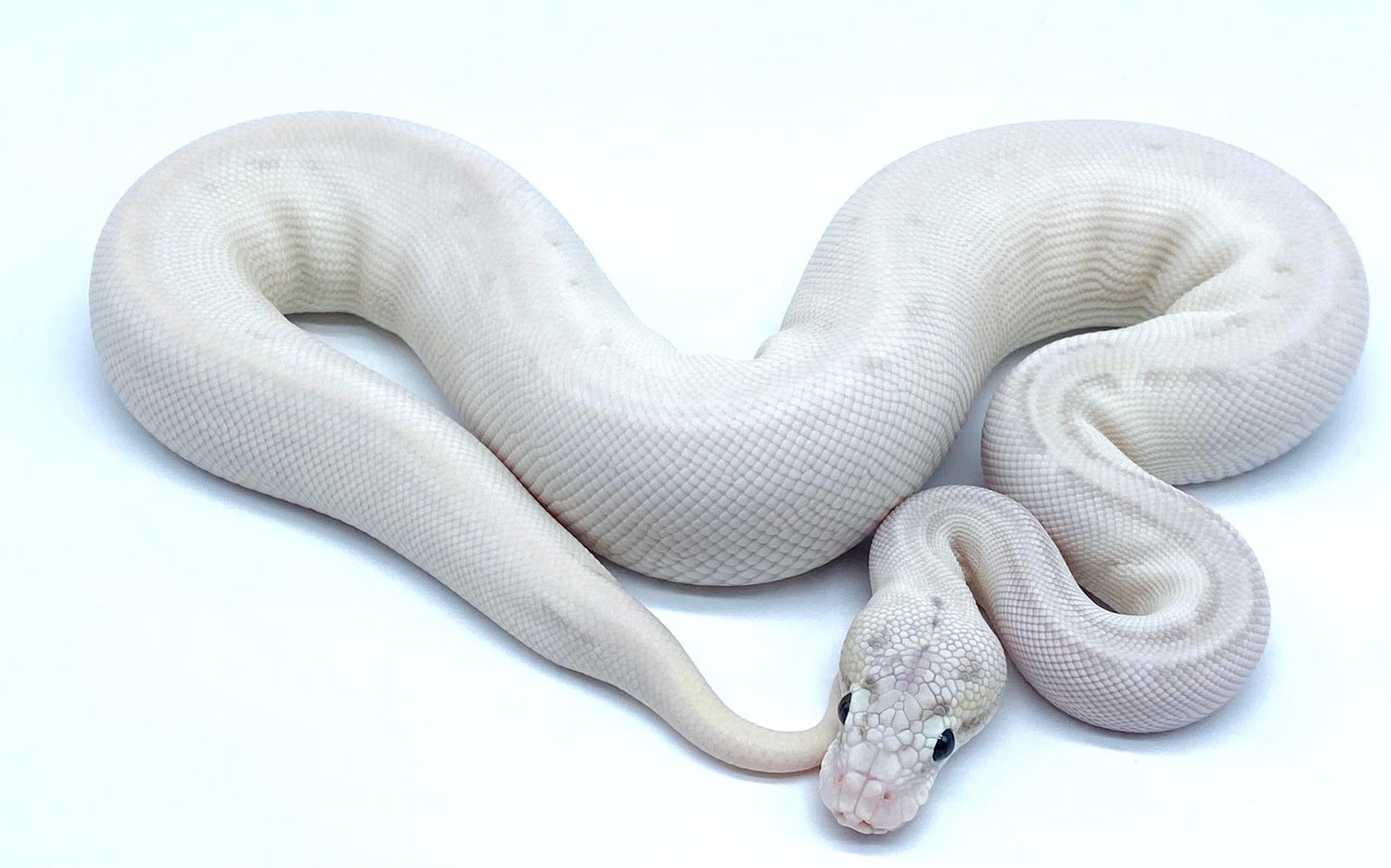 Banana Leopard Ivory Poss Cinnamon Ball Python by Ball Python Shed