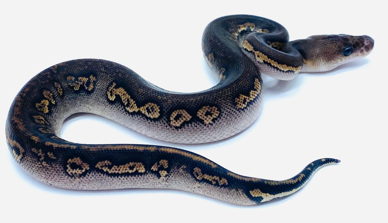 Stranger Cinnamon Leopard Clown 🤡 “The Predator Ball Python by Ball ...