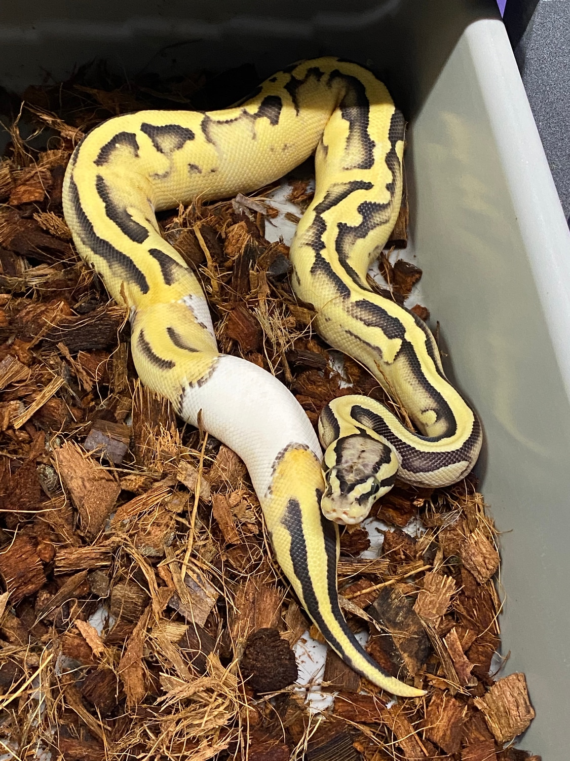 Pastel YB DG Pied Ball Python by Ball Python Shed - MorphMarket