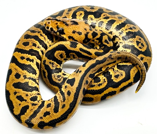 Super Spotnose Leopard Acid / Confusion Clown Ball Python by Ball ...