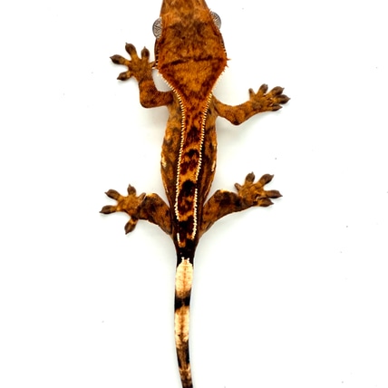 Tri Color Halloween 66% Het Axanthic Crested Gecko