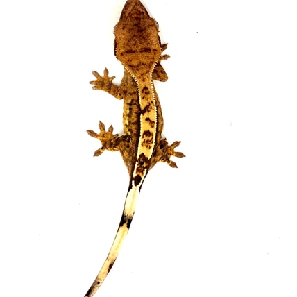 Partial Quad Stripe Dalmatian 66% Het Axanthic Crested Gecko