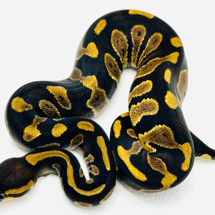 “PAIR” 🔥 Chocolate 🍫 DH DG Puzzle Ball Python