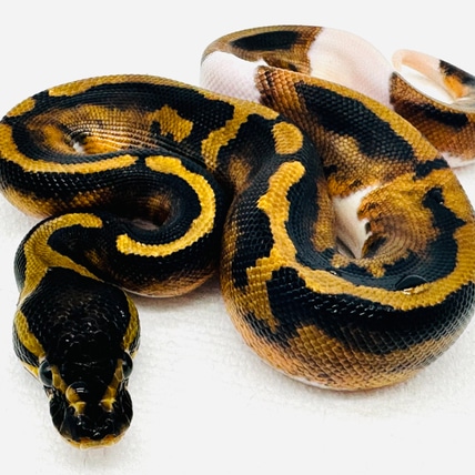 GHI Pied 💯 Het DG Ball Python