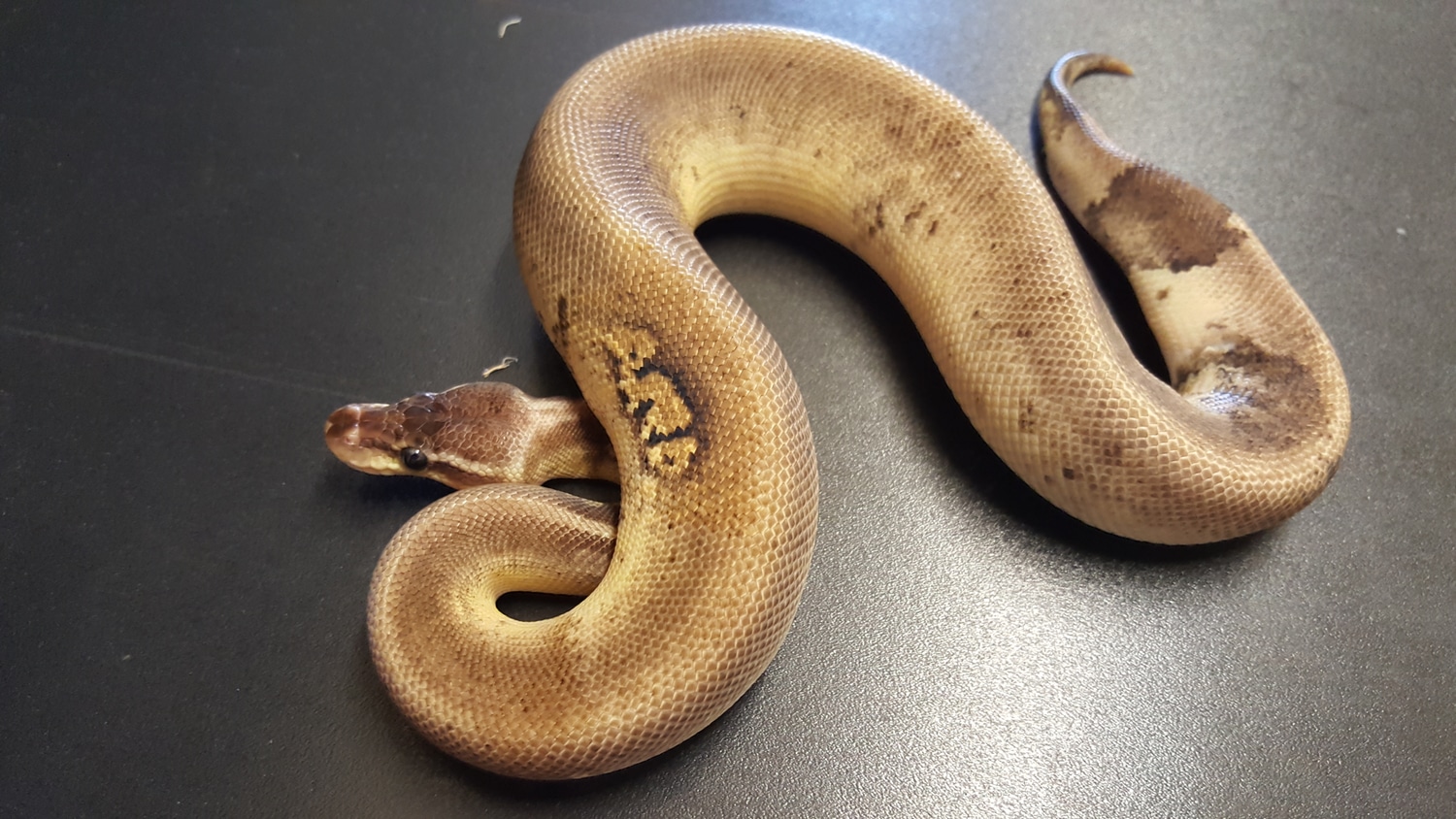 Paradox Cinny Oreo Blizzard Ball Python by Ballroom Pythons South ...