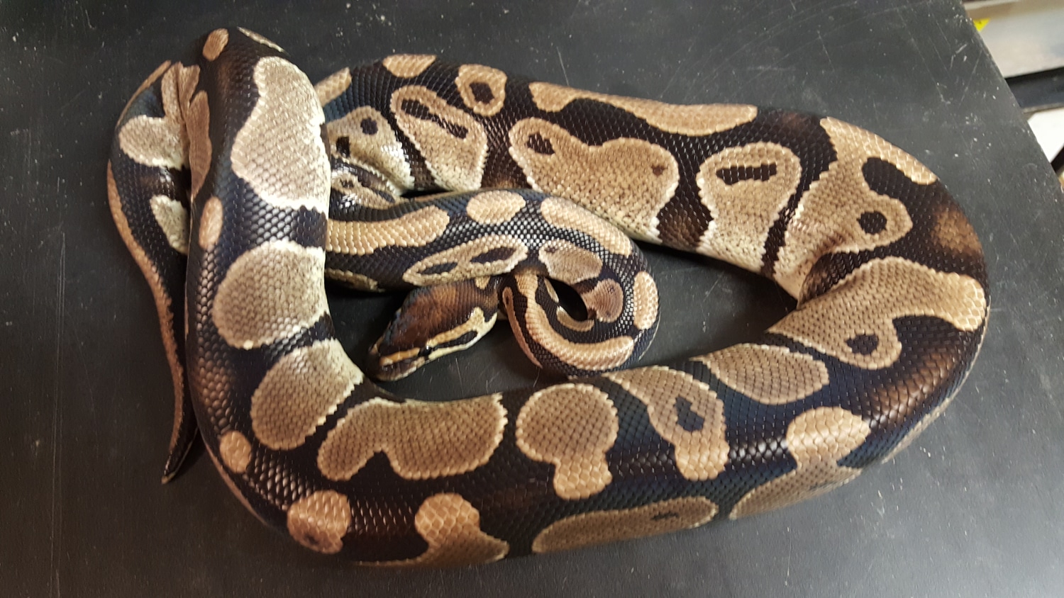 Double Het SK Axanthic Pied Ball Python by Ballroom Pythons South ...