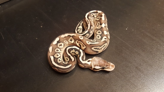 Cinny Sugar Ball Python Pewter ( Cinny ) Ball Python by Ballroom Pythons South