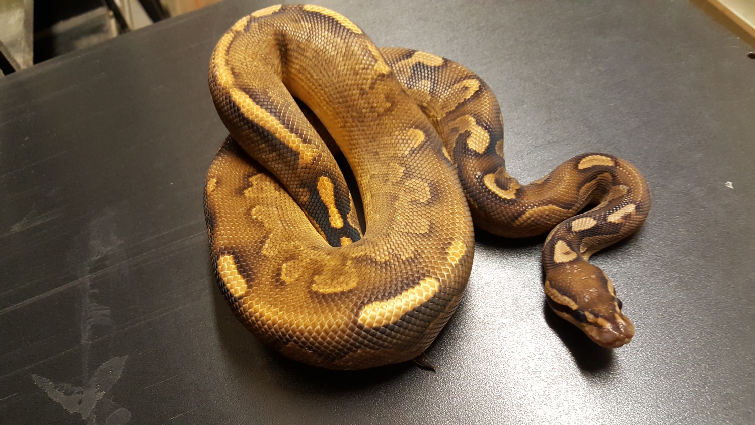 Black Chocolate Peanut Butter Oreo Blizzard Ball Python by Ballroom ...