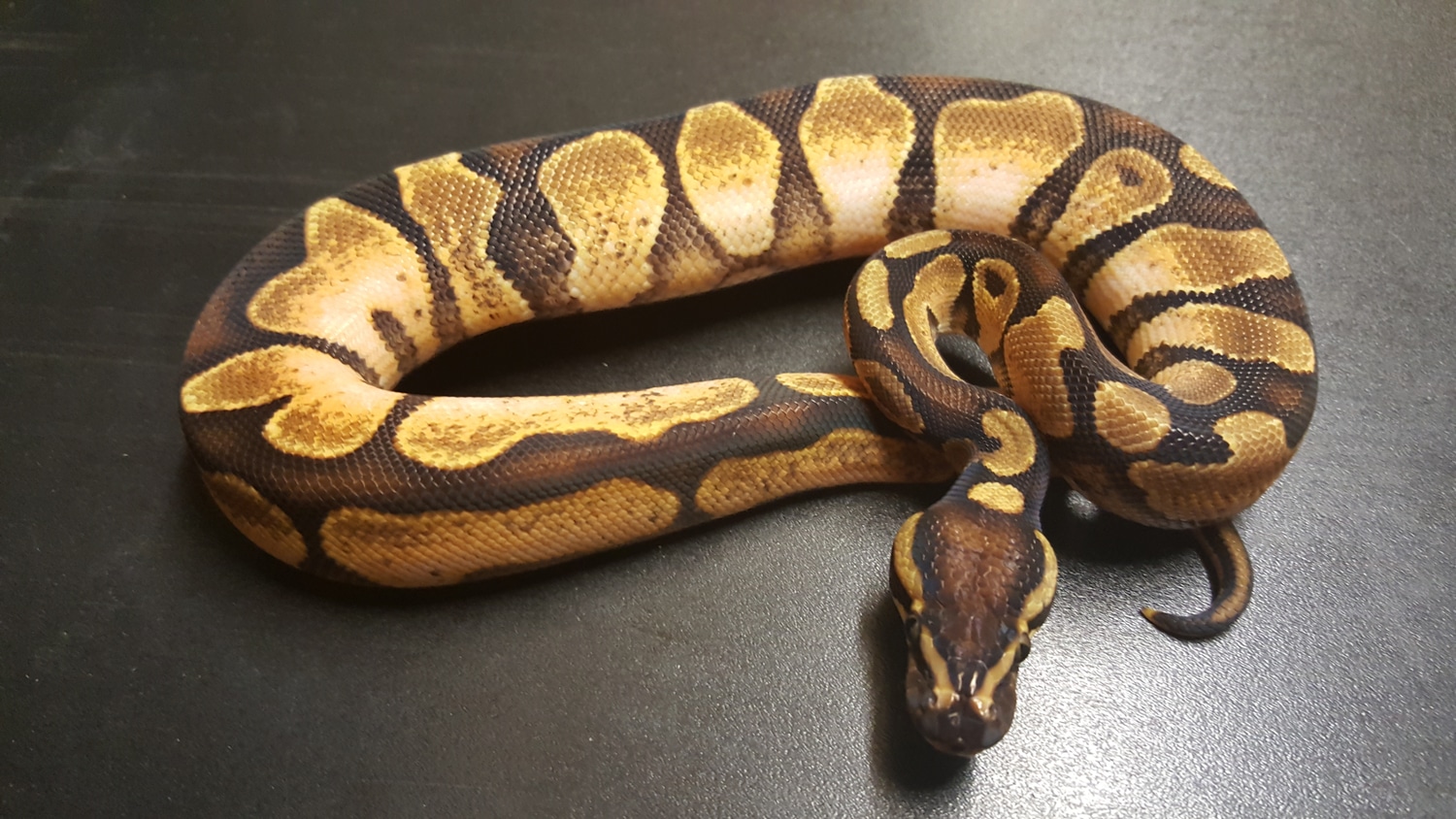 Enchi Calico Ball Python by Ballroom Pythons South - MorphMarket