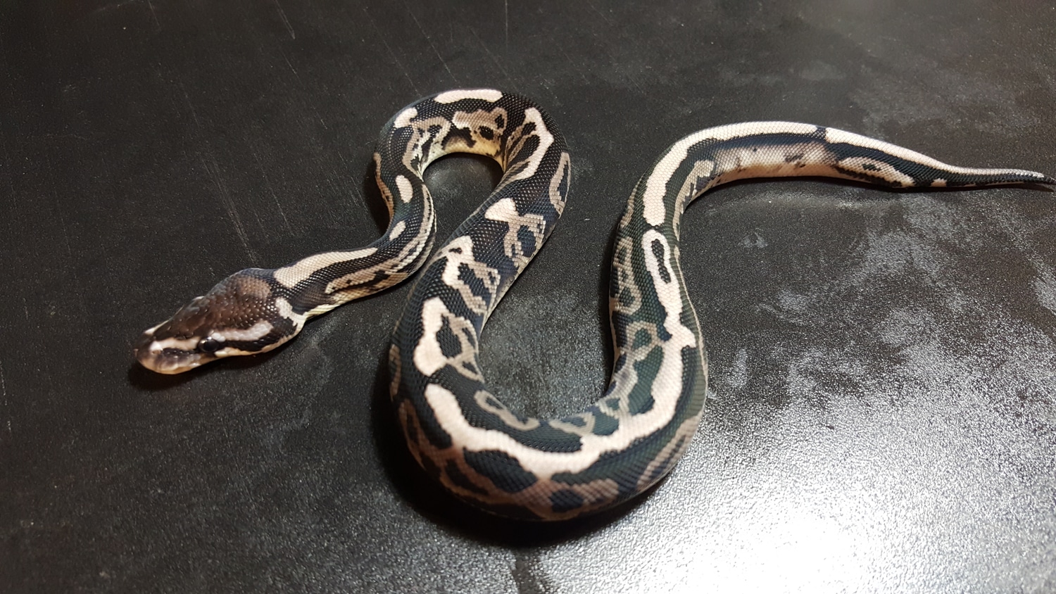 Leopard Vpi Axanthic Black Pastel 50% Het Piebald Ringer Ball Python by ...