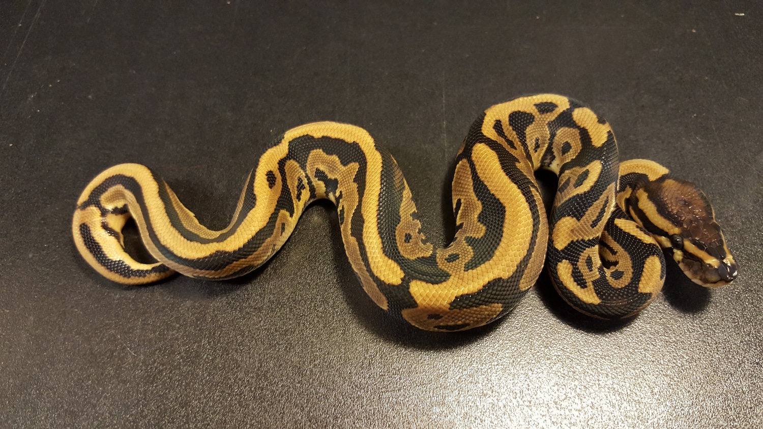 Leopard Or Super Leopard Het Piebald Ringer Ball Python by Ballroom ...