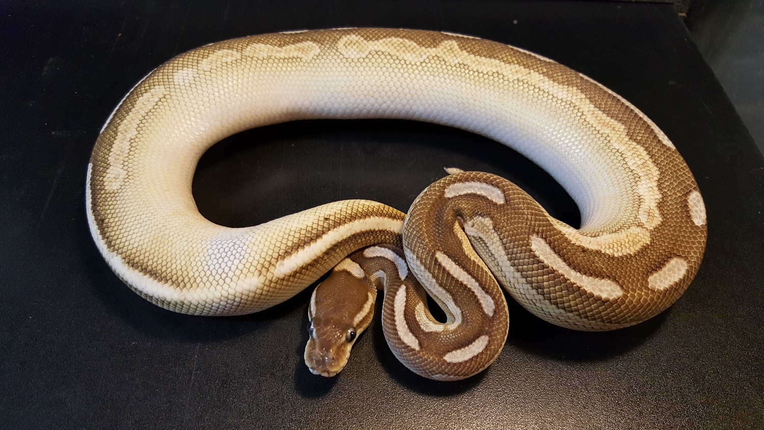 Hot Chocolate Oreo Blixxard (Black Lesser Calico Yellowbelly Ringer) Ball Python by Ballroom