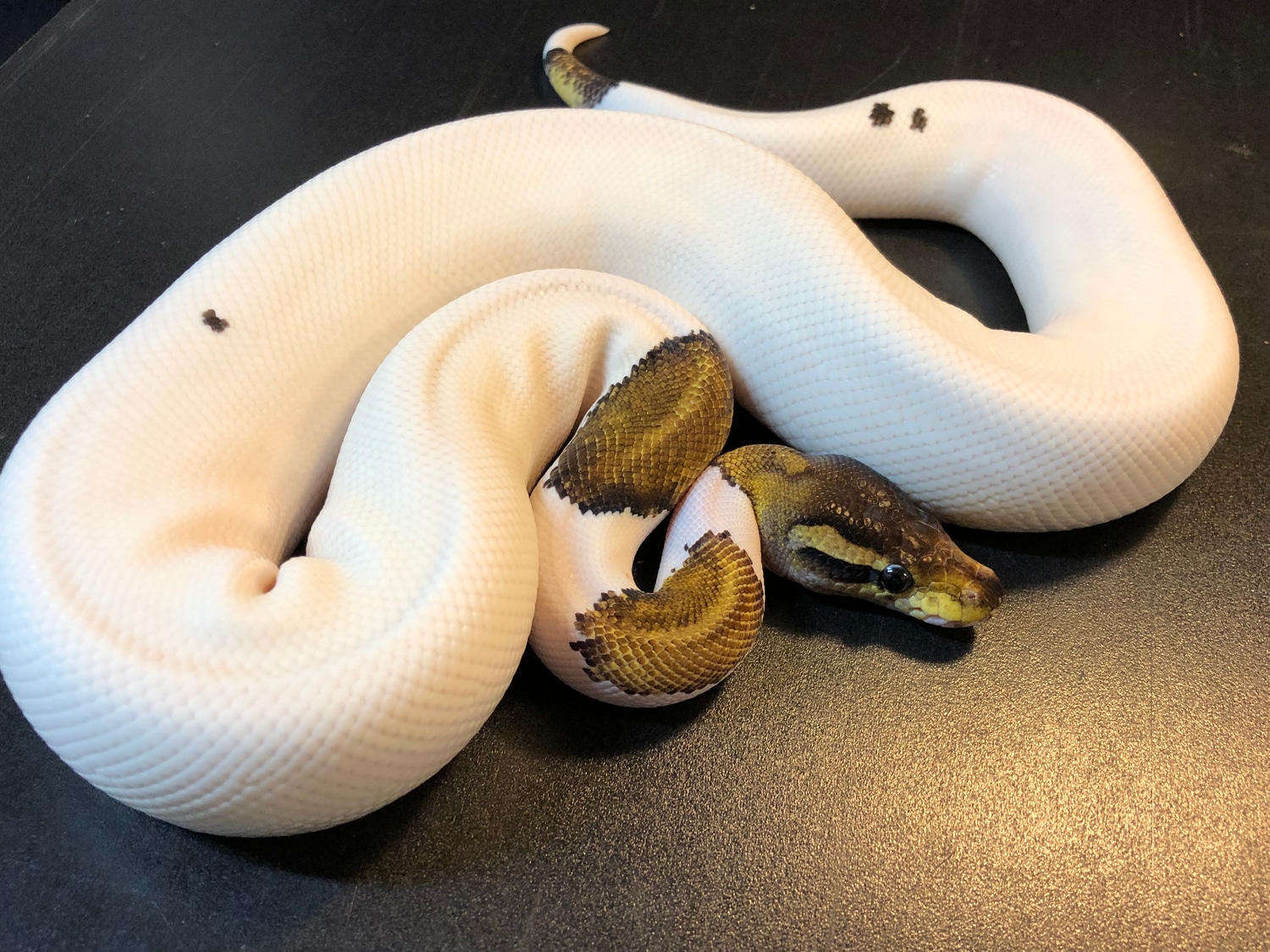 Cinnamon Yellowbelly Piebald Eighty Seven Percent White Ball Python by Ballroom Pythons South