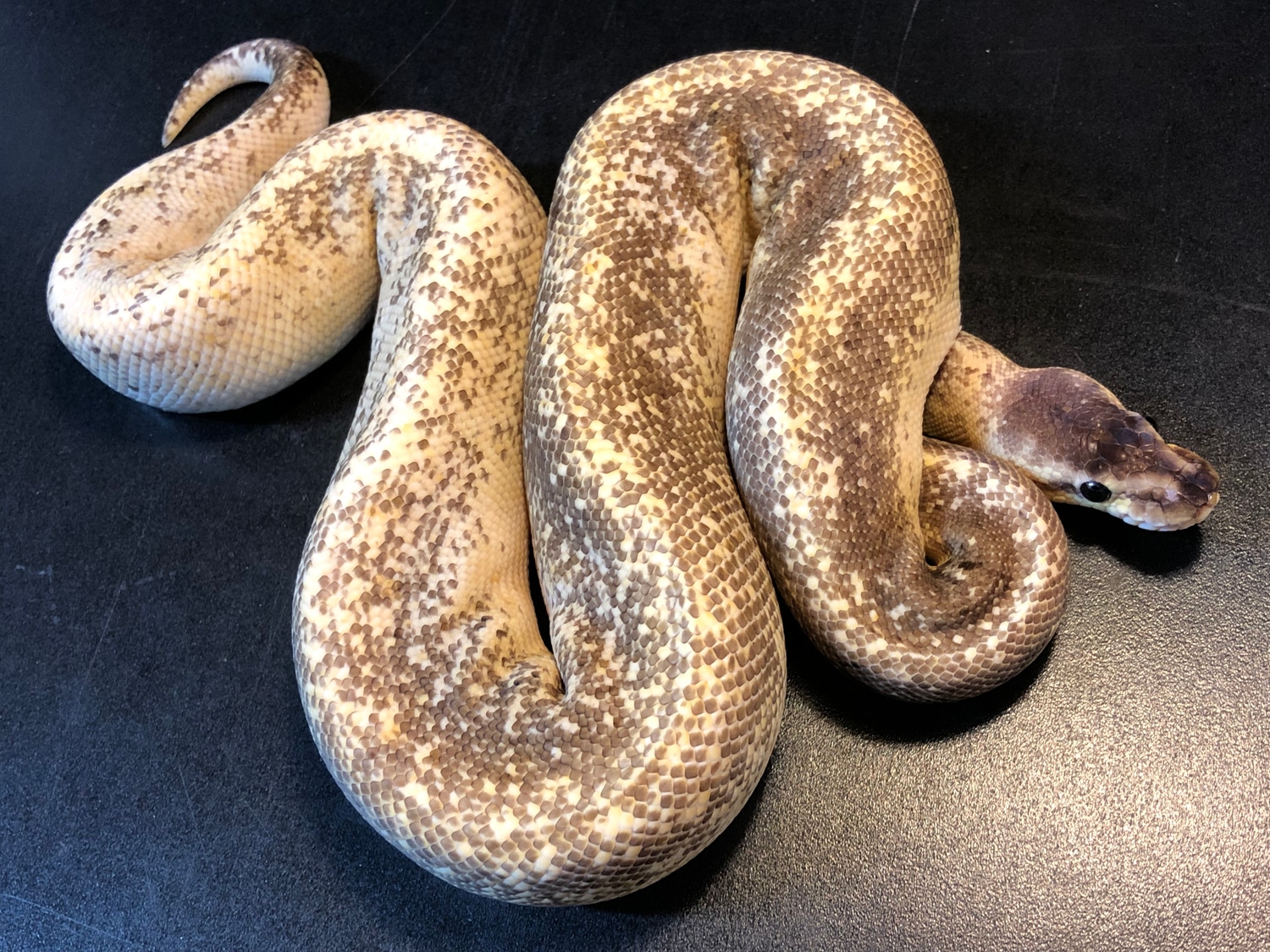 Black Oreo Blizzard Probable Pinstripe Ball Python by Ballroom Pythons ...
