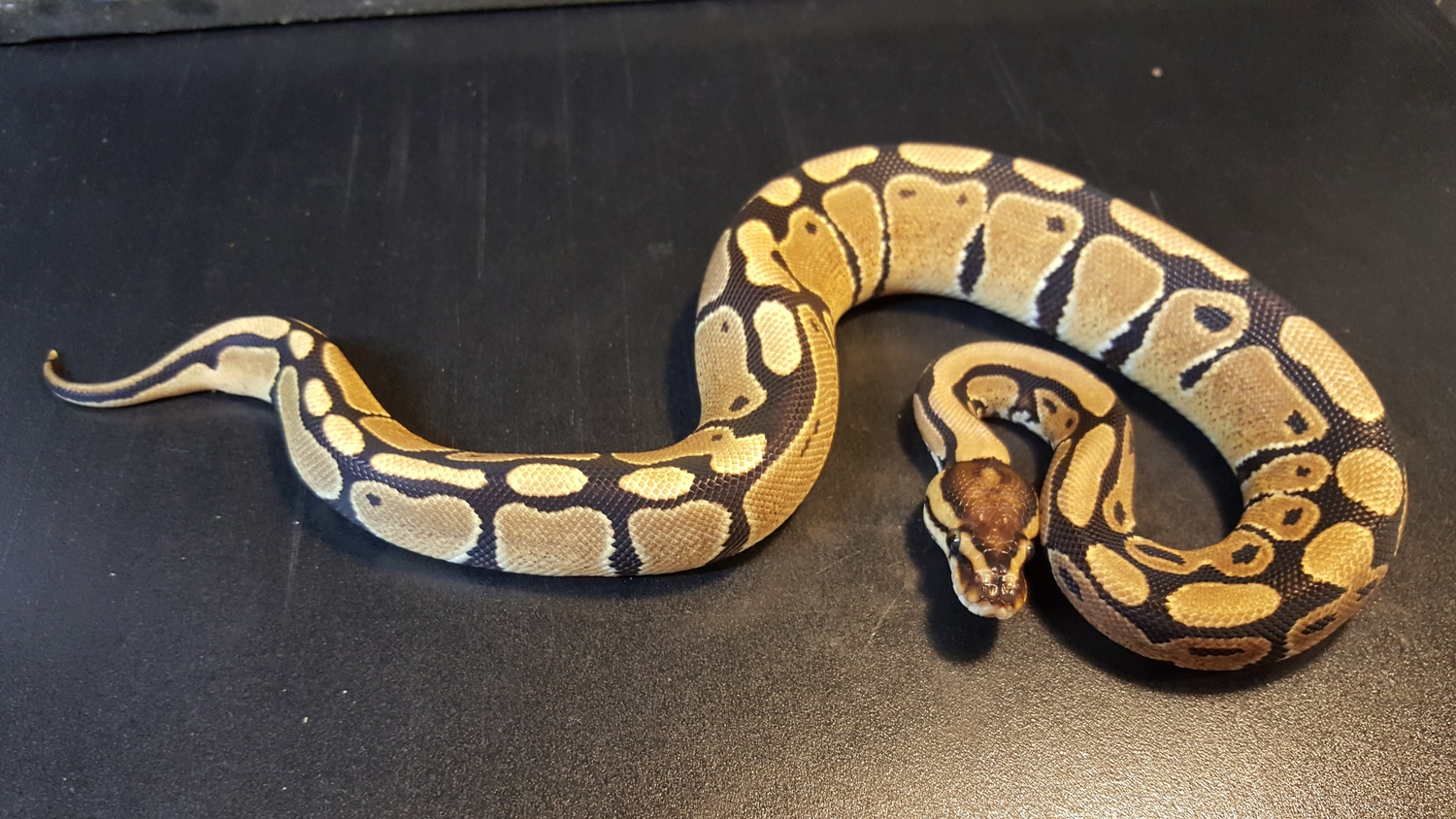 Specter 50% Het Clown Ball Python by Ballroom Pythons South - MorphMarket