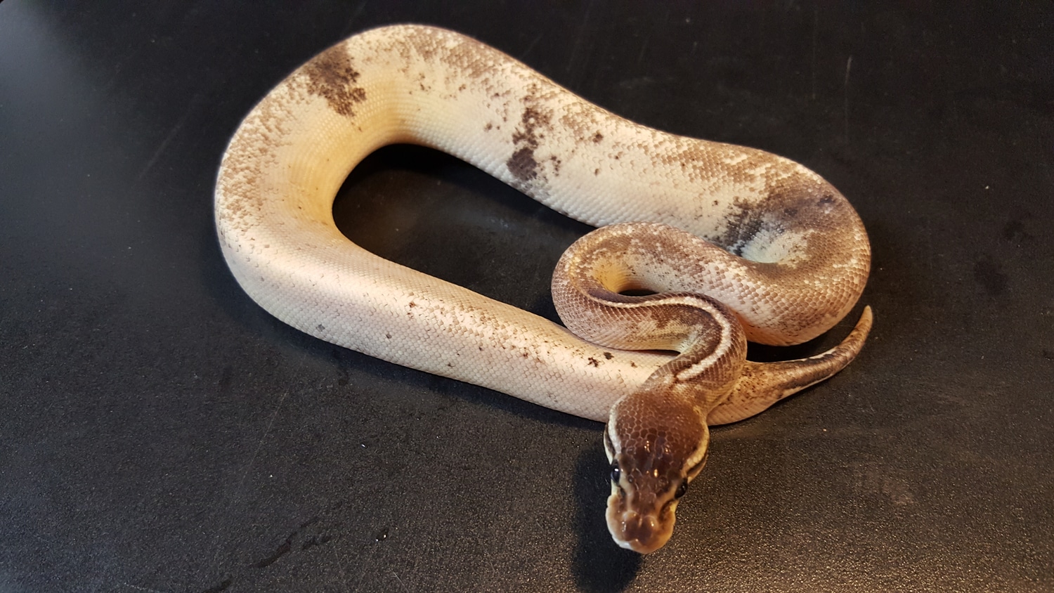 Black Oreo Blizzard Paradox Ball Python by Ballroom Pythons South ...