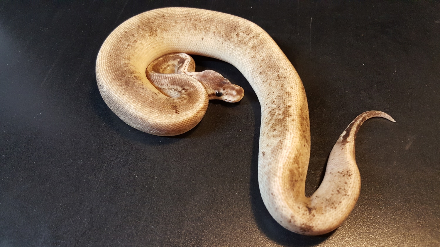 Black Oreo Blizzard Prob Pin Ball Python by Ballroom Pythons South ...
