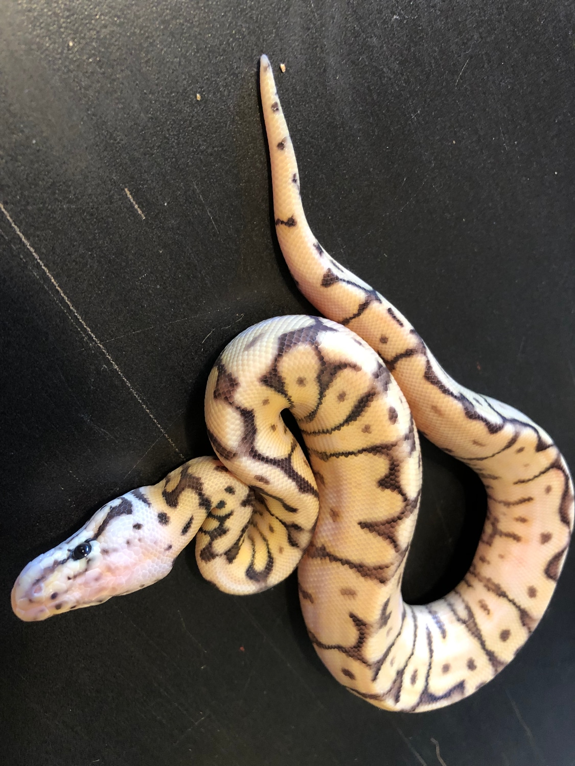 Bumble Bee Yellowbelly Ball Python by Ballroom Pythons South - MorphMarket