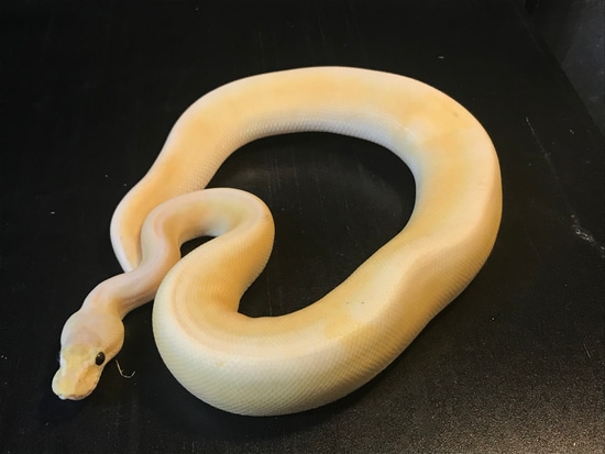 Paradox Banana Sterling Genetic Stripe Ball Python by Ballroom Pythons ...