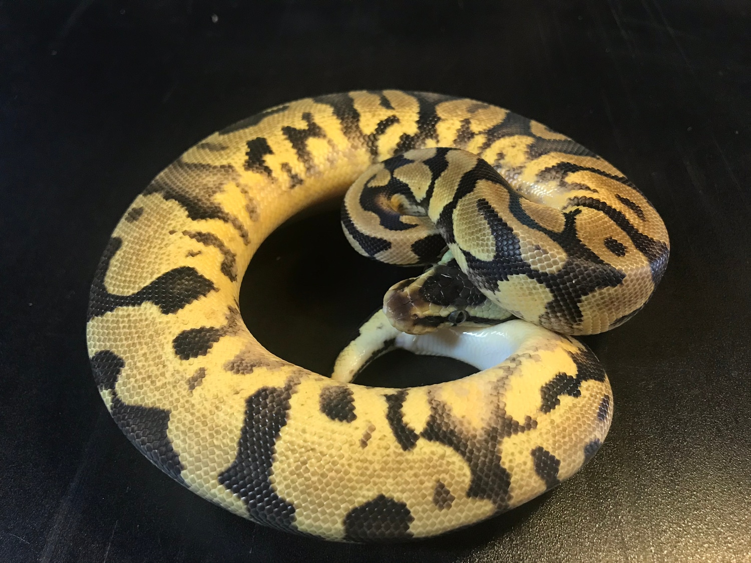 Dinker ?? Het Piebald From Cinnamon Pastel Chimera Yellowbelly Pied ...