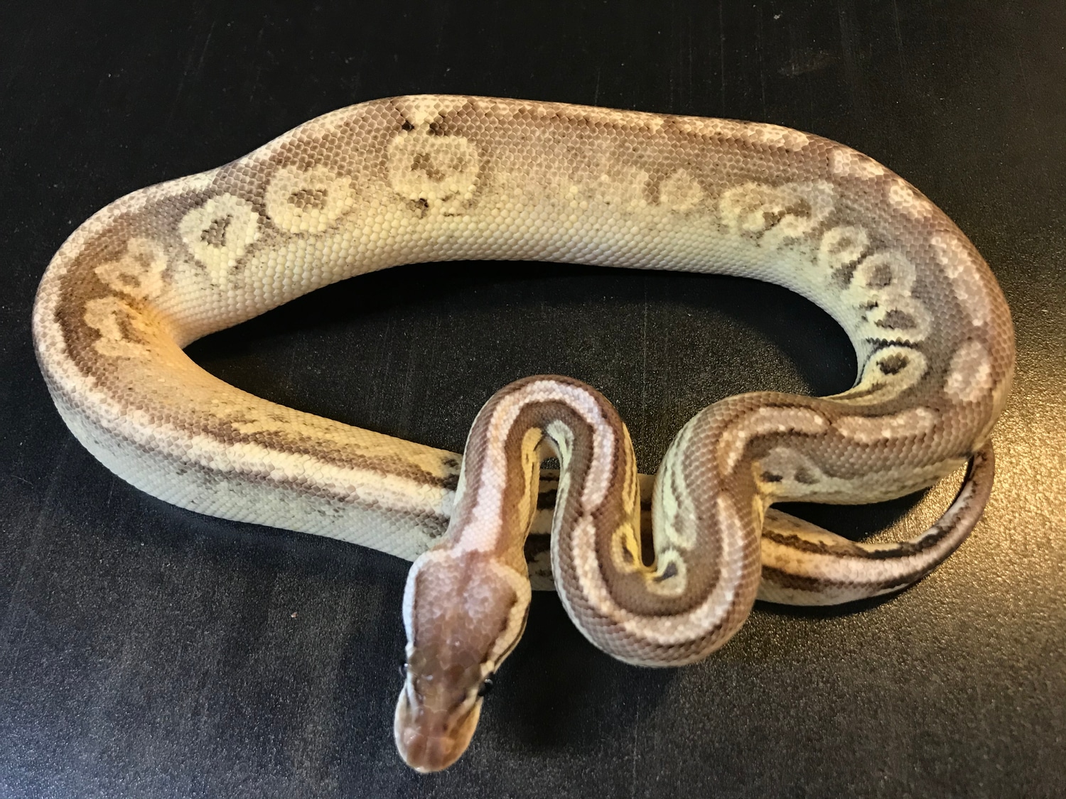 Paradox Pewter Specter Het Clown Ball Python by Ballroom Pythons South ...