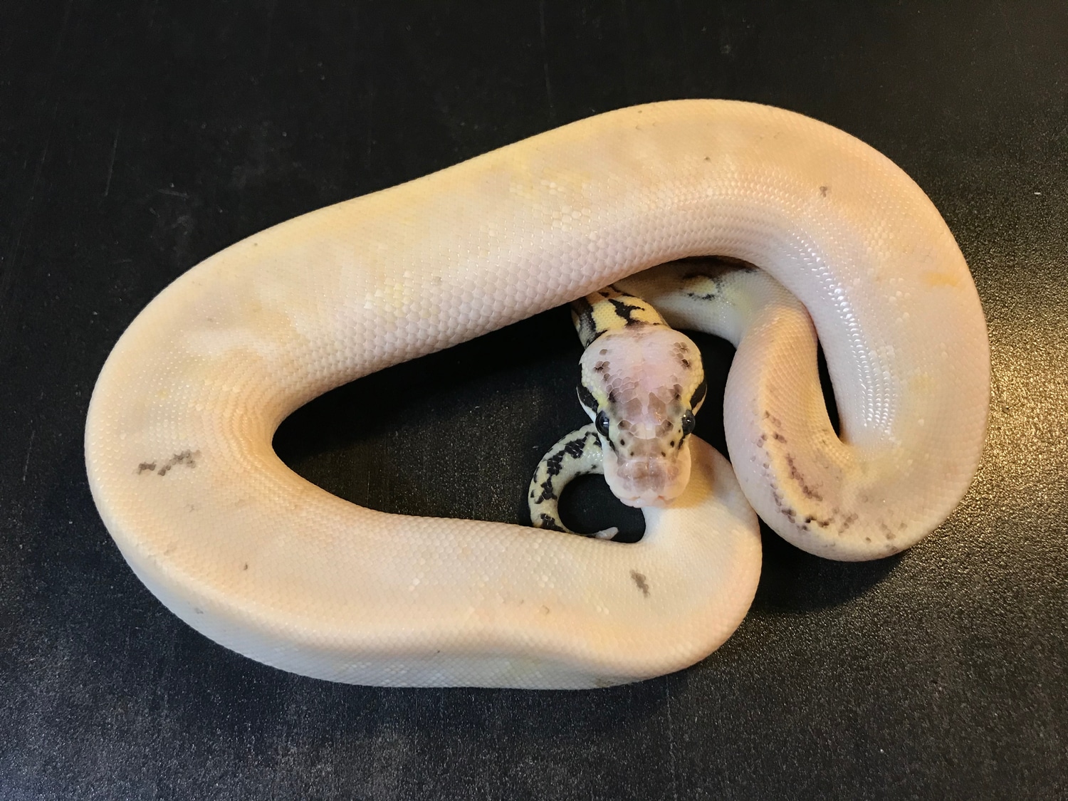 Chimera Paradox Window Super Pastel Poss Super Window Calico Poss ...