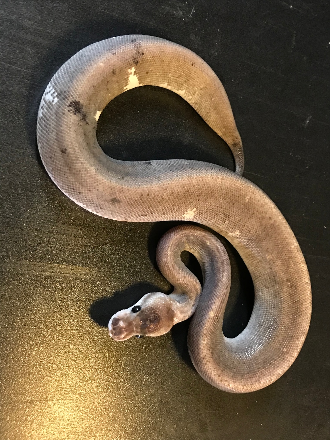 Super Black X Cinny Oreo Blizzard Paradox Ball Python by Ballroom ...