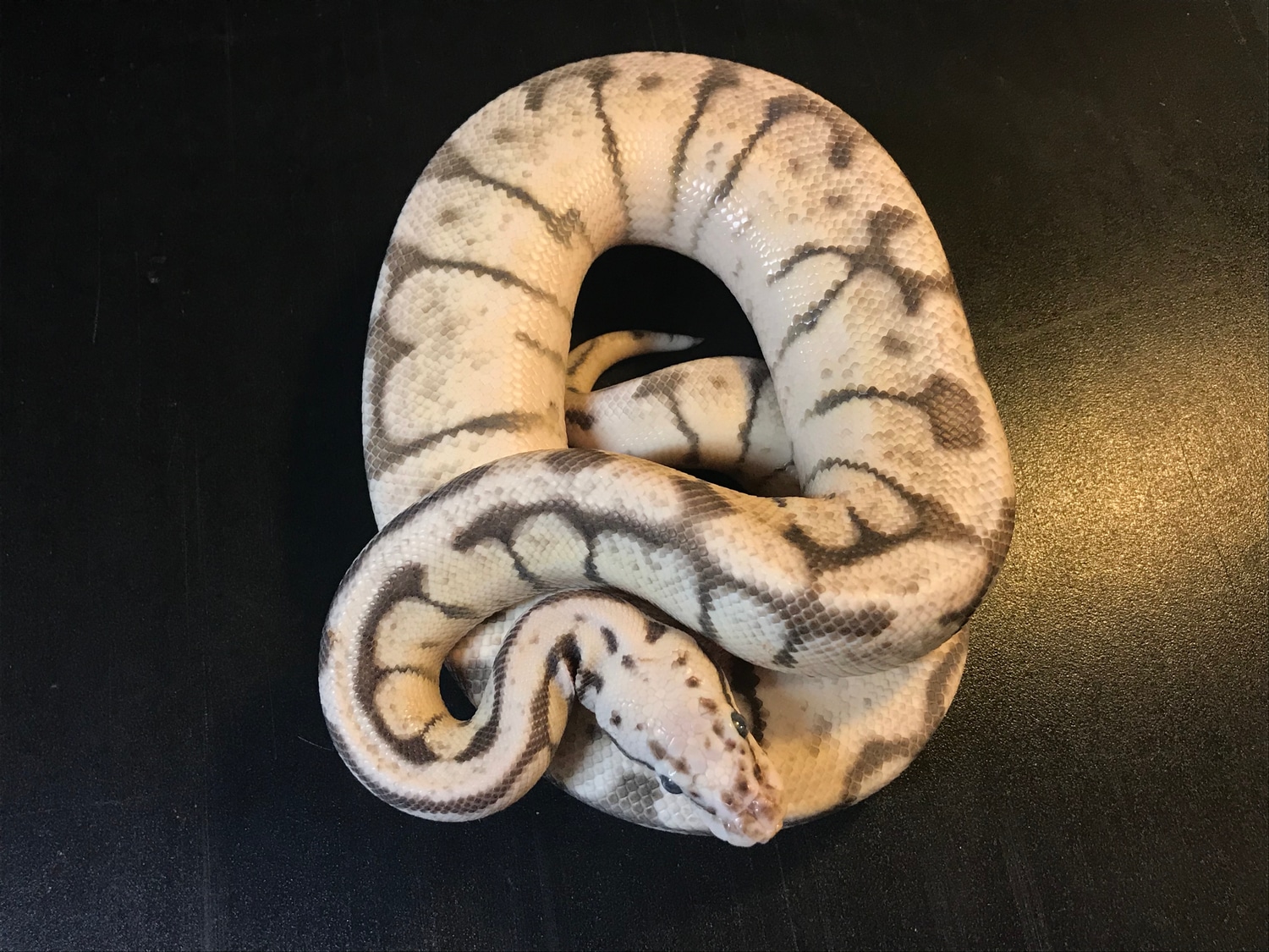Killer Bee Axanthic TSK Ball Python by Ballroom Pythons South - MorphMarket