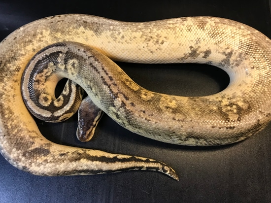 Window Bald Python Window Calico Super Pastel Ball Python by Ballroom Pythons South