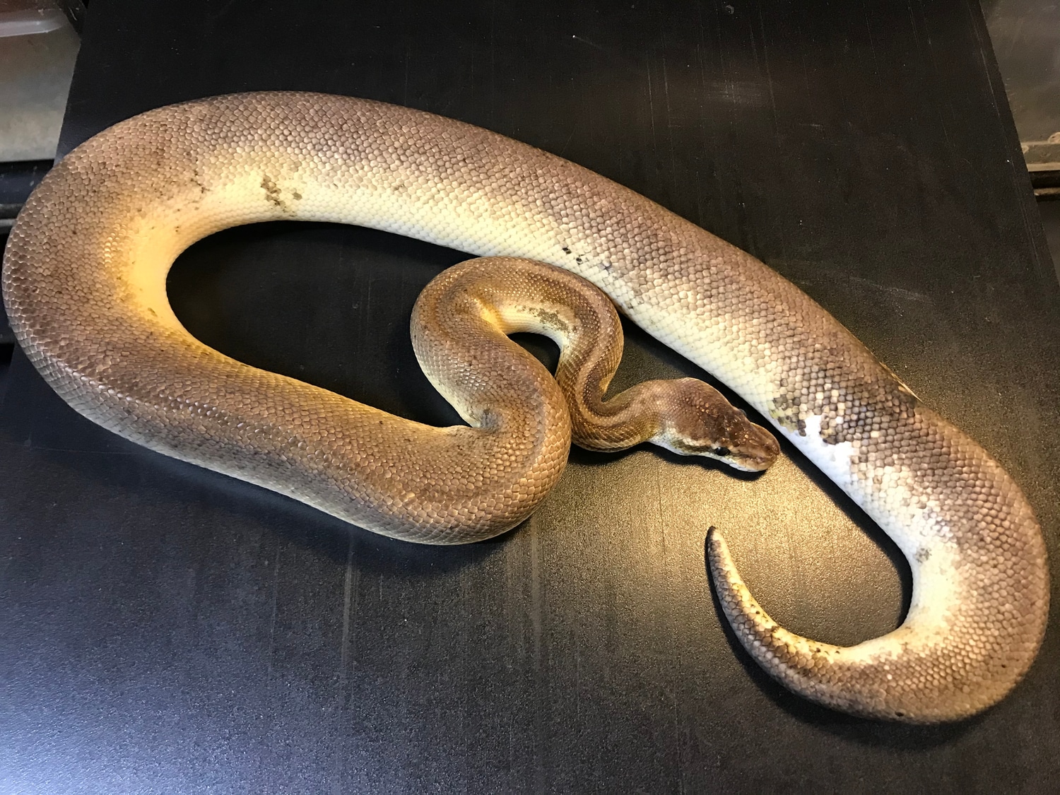 2016 Cinnamon Oreo Blizzard Male Ringer Ball Python by Ballroom Pythons ...