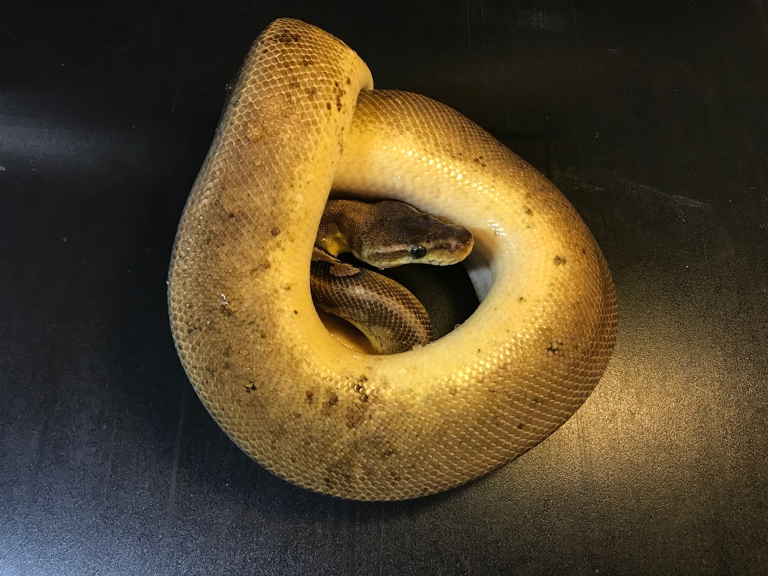 Paradox Cinny Oreo Blizzard Ball Python by Ballroom Pythons South ...
