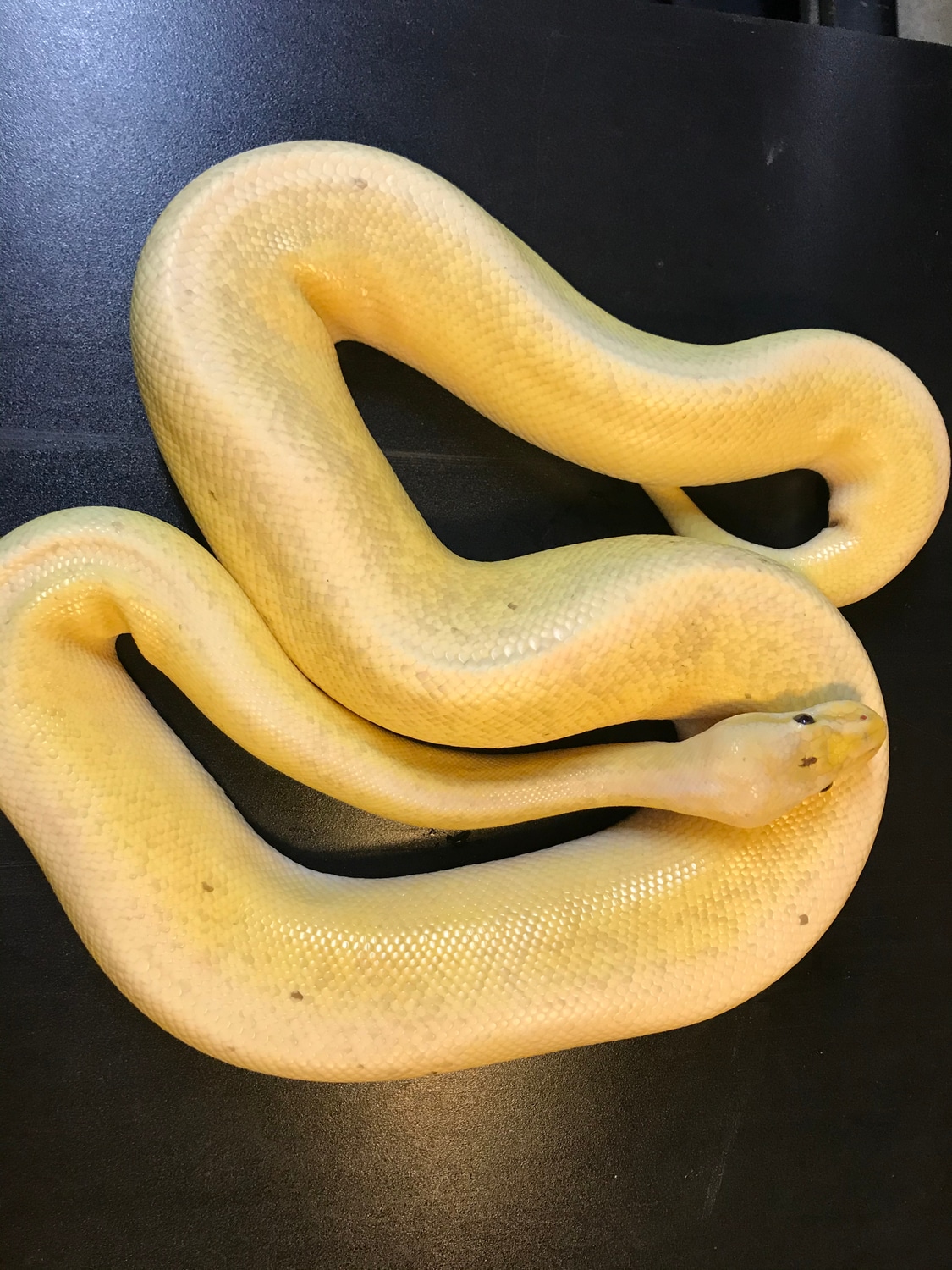 Pewter Banana Stripe Ball Python by Ballroom Pythons South