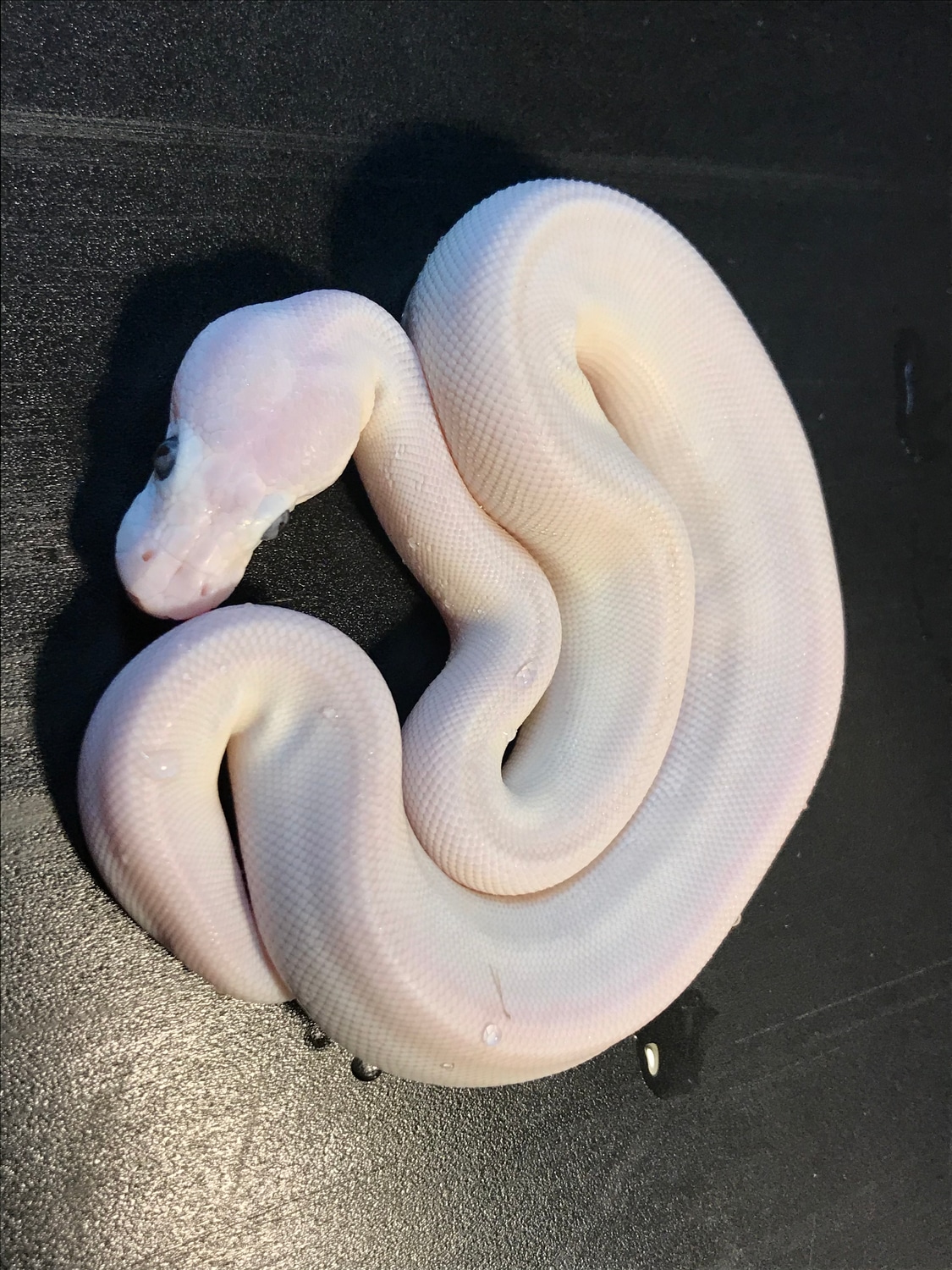 Blue Eye Leucistic / Russo Mojo Ball Python by Ballroom Pythons South ...
