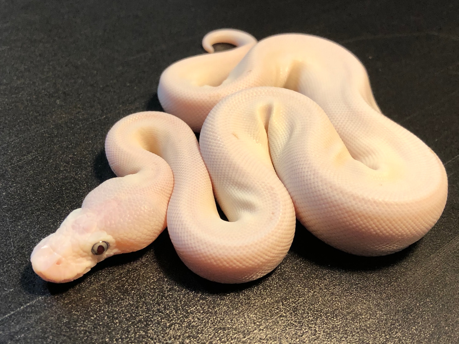 Blue Eye Leucistic / Russo Mojo Ball Python by Ballroom Pythons South ...