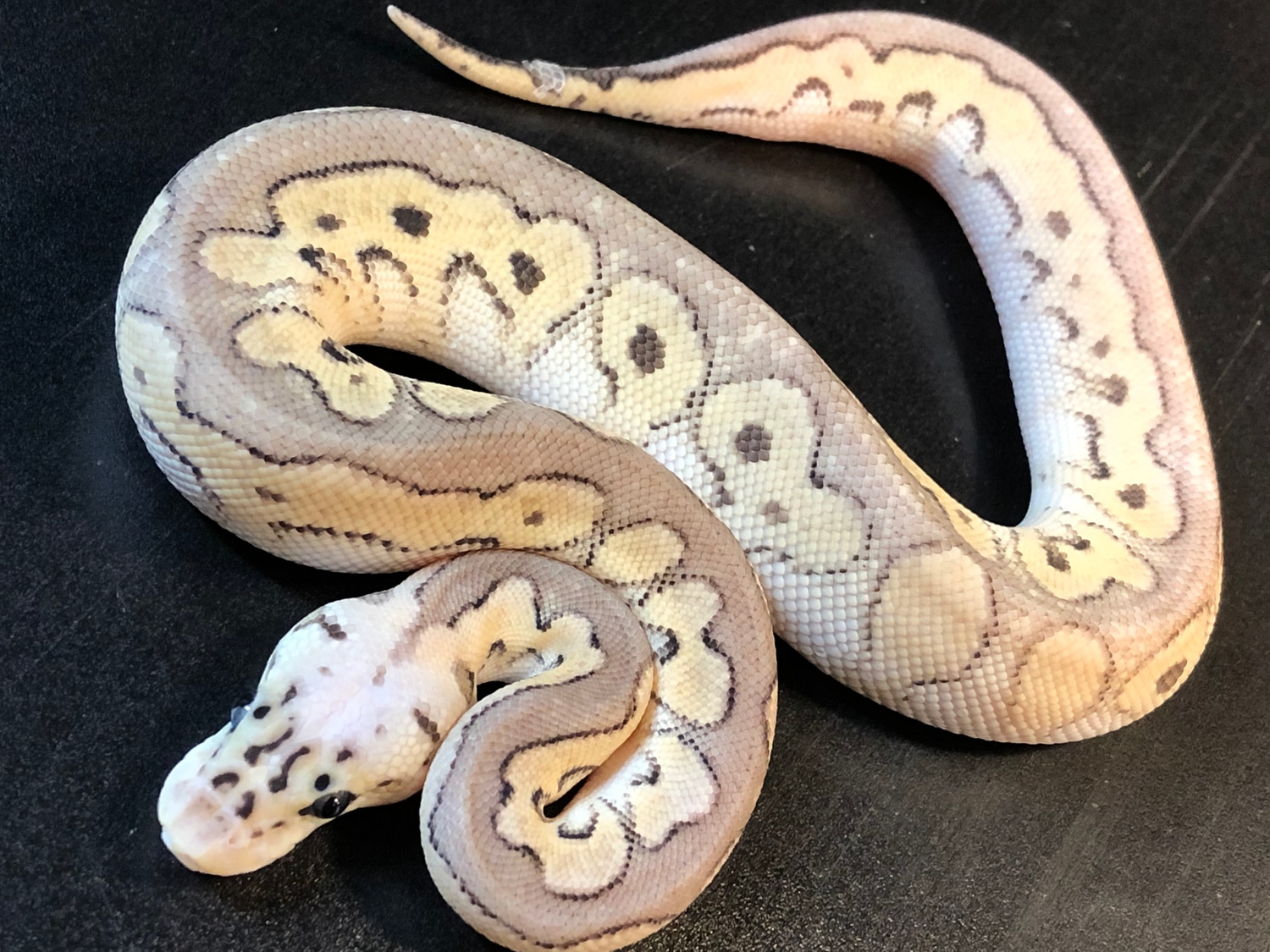 Super Pastel Clown Ball Python by Ballroom Pythons South - MorphMarket