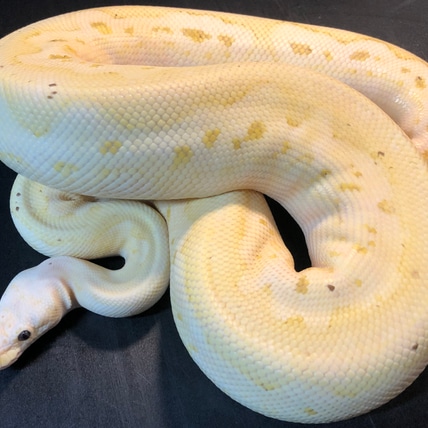 2022 Ghost Piebald Het Metal Flake Male Ball Python by Ballroom Pythons ...