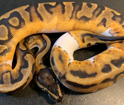 2022 Cinnamon Piebald 90% White Male Ball Python by Ballroom Pythons ...