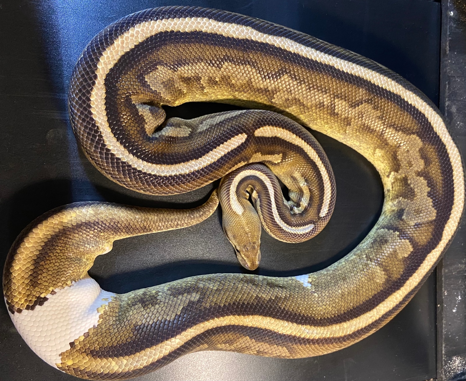 2015 Cinnamon Mojave Leo Poss Het Pied Adult Ringer Female Ball Python ...