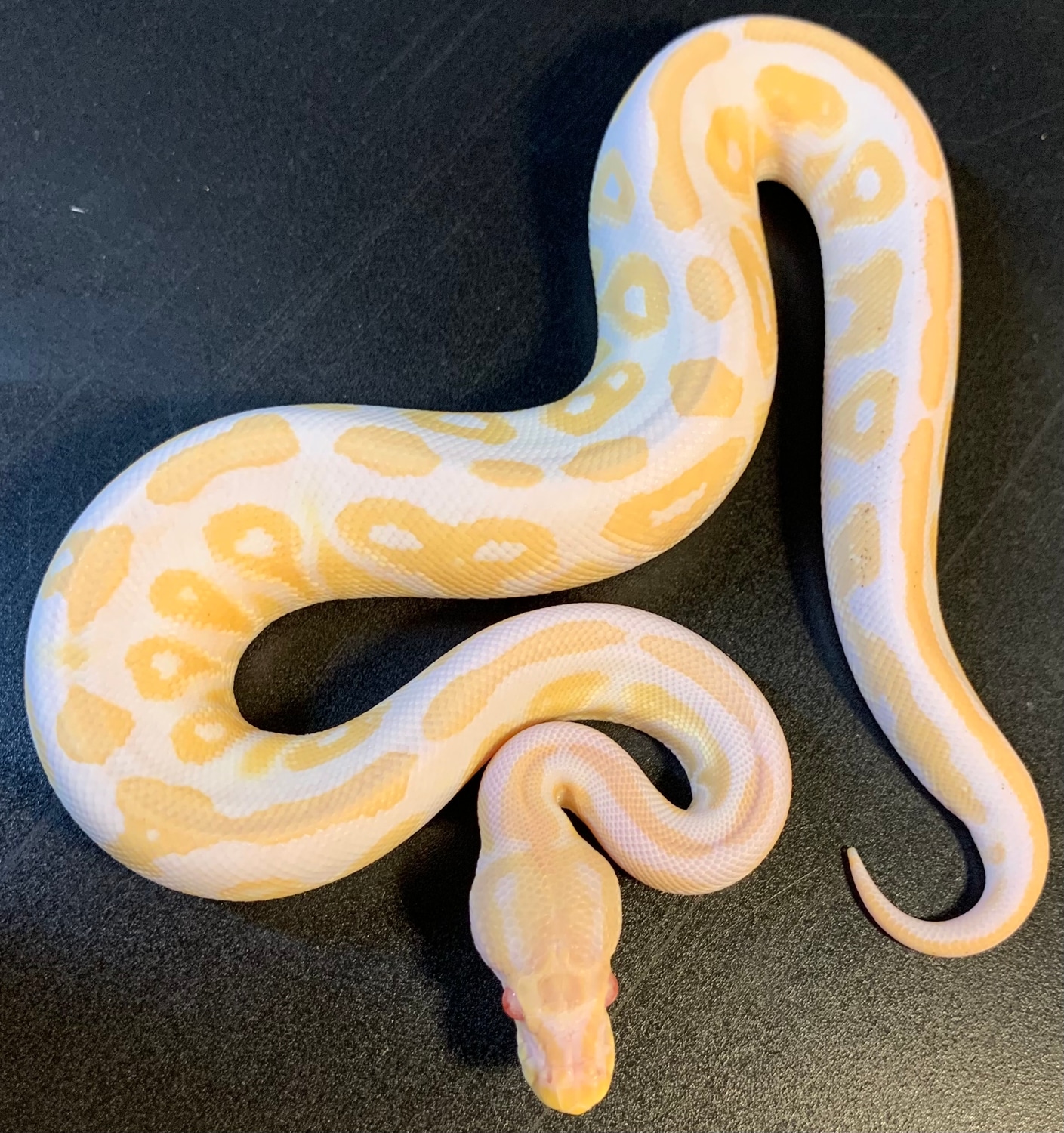 2021 Cinnamon Albino Het Piebald Male Ball Python by Ballroom Pythons ...