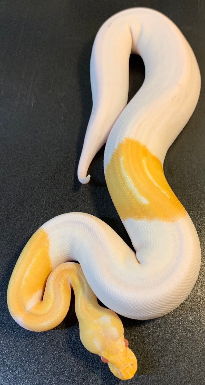 2021 Cinnamon Albino Piebald 64 % White SHC Female Ball Python by ...