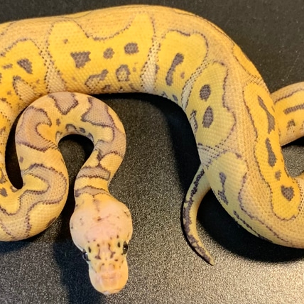 2021 Super Pastel Window Clown Female Ball Python