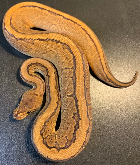 2021calico Mahogany Pin Het Clown Male Ball Python by Ballroom Pythons ...